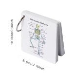 Human Skeleton Flashcards – Complete 206 Bone Anatomy Set
