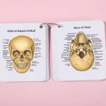 Human Skeleton Flashcards – Complete 206 Bone Anatomy Set