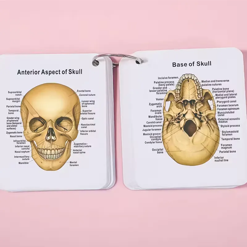 Human Skeleton Flashcards – Complete 206 Bone Anatomy Set